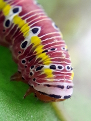 Argyrosticta decumana