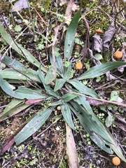 Plantago lanceolata
