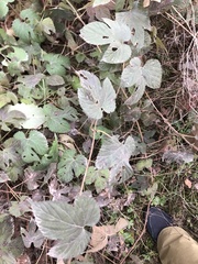 Humulus lupulus