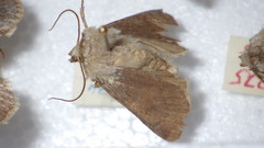 Agrotis simplonia