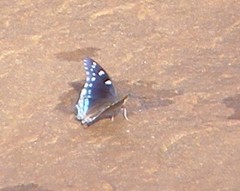 Charaxes guderiana guderiana