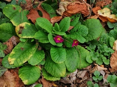 Primula vulgaris