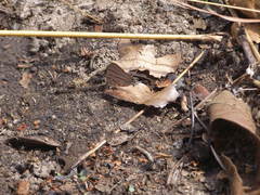 Hemiolaus caeculus