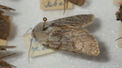 Agrotis simplonia