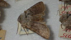 Agrotis simplonia
