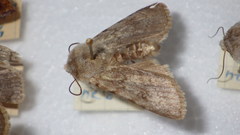 Agrotis simplonia