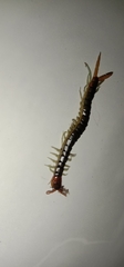 Scolopendra