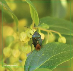 Ditomotarsus punctiventris