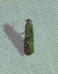 Zamagiria australella