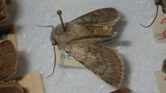 Agrotis simplonia