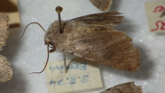 Agrotis simplonia