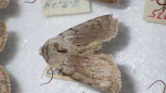 Agrotis simplonia