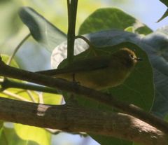 Zosterops anderssoni