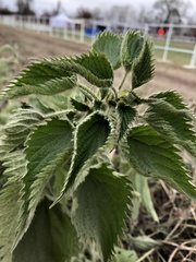 Urtica dioica