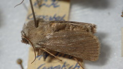 Agrotis simplonia