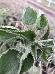 Urtica dioica