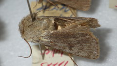 Agrotis simplonia