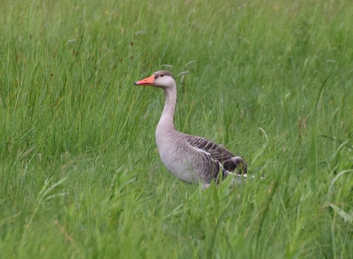 Greylag × Swan Goose