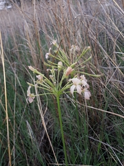 Pelargonium luridum