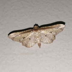 Pharambara splendida