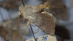 Agrotis simplonia