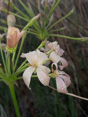Pelargonium luridum