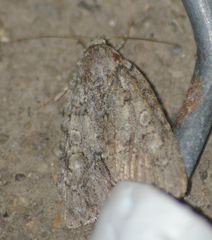 Acronicta immodica