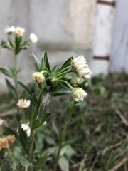 Erigeron annuus