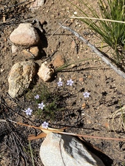 Prismatocarpus brevilobus