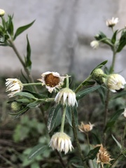 Erigeron annuus