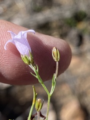 Prismatocarpus brevilobus