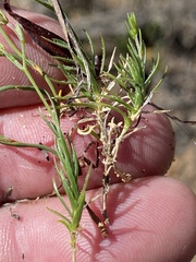 Prismatocarpus brevilobus