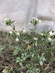 Erigeron annuus