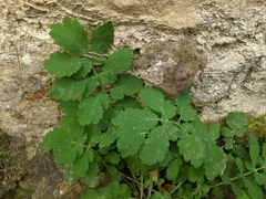 Chelidonium majus
