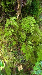 Hymenophyllum polyanthon