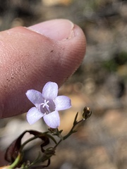 Prismatocarpus brevilobus
