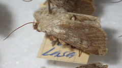 Agrotis simplonia