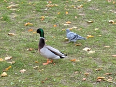 Anas platyrhynchos