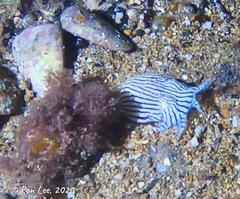 Sepioloidea lineolata