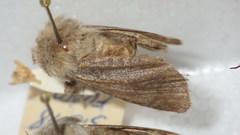 Agrotis simplonia