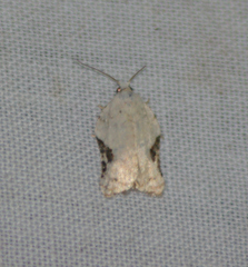 Acleris subnivana