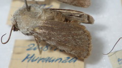 Agrotis simplonia