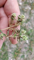 Guilleminea densa