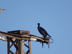 Phalacrocorax carbo