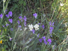 Viola etrusca