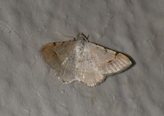 Frederickia flaviterminata