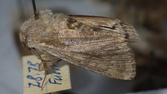 Agrotis simplonia