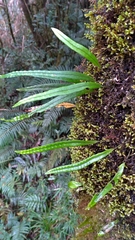 Lepisorus monilisorus