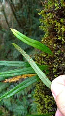 Lepisorus monilisorus