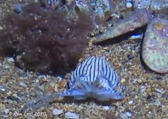 Sepioloidea lineolata